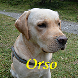 Orso